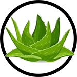Organic Aloe Vera as Ingredient in Organic Body Lotion