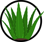 Organic Aloe Vera_Organic Deodorant Ingredients