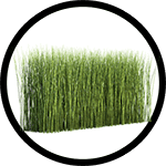 horsetail-plant_150-min