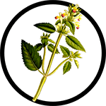 nettles-plant_150-min